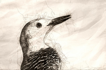 Poster - Sketch of the Profile of a Red Bellied Woodpecker,