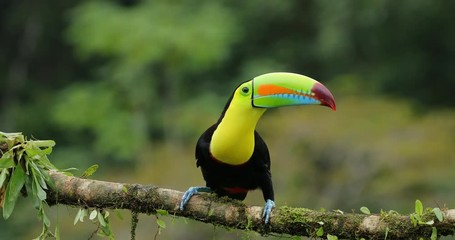 Wall Mural - toucan sitting on the branch in the forest, green vegetation, panama. nature travel in central ameri