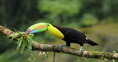 Wall Mural - toucan sitting on the branch in the forest, green vegetation, panama. nature travel in central ameri