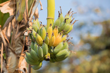 Ripe Bunch Of Bananas On Banana Trees,Bunch Of Ripening Bananas On Tree,Organic Fruits And Vegetables