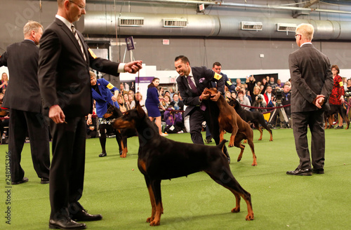 Julius, a Doberman Pinscher from Houston Texas wins Best in Breed ...