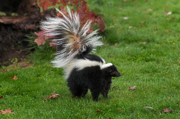 Wall Mural - Striped Skunk (Mephitis mephitis) Stands Tail Up Autumn