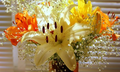 beautiful lilies