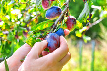 Tree Full Of Blue Plums In An Orchard.Woman's Hand Picking  Blue Plums In A Orchard.Plum Harvest. Farmers Hands With Freshly Harvested Plums 