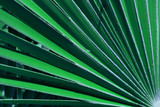 Fototapeta Łazienka - palm leaves green fragment