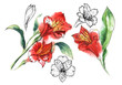 Set of 5 elements illustration of Alstroemery flowers. Black line and watercolor hand drawing.