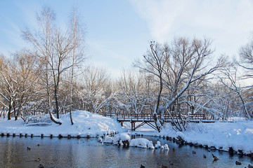 bridge and ducks on the river in winter park