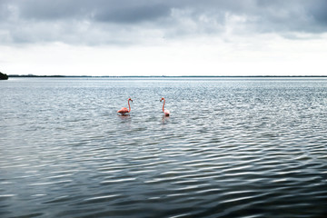 Wall Mural - Two pink flamingos in the silver shining lagoon of Chelem, Yucatan, Mexico