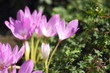 Spring crocus blooms in the garden. Purple flowers in the sun. Many spring crocus flowers in the park
