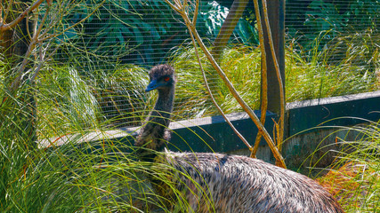 Close up to an emu hiding in the bush