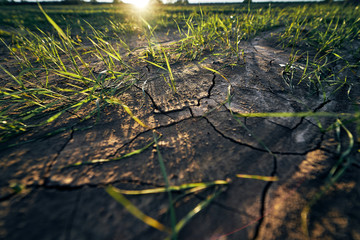 Wall Mural - Young corn field in brown soil at sunset in detail bokeh view. green and brown warm look on evening wide angle shot with long small shadows