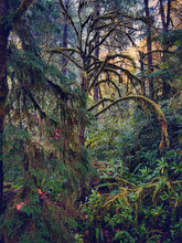 A Mossy, Rainy Delicate Green Fairyland Forest In Western Oregon.