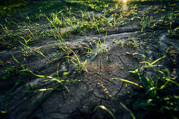 Wall Mural - Young corn field in brown soil at sunset in detail bokeh view. green and brown warm look on evening wide angle shot with long small shadows