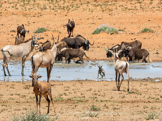  Busy Watering Hole