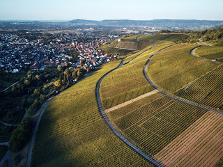 Wall Mural - vineyards landscape on the hill from top with drone, green structure nature, dji