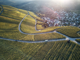 Wall Mural - vineyards landscape on the hill from top with drone, green structure nature, dji