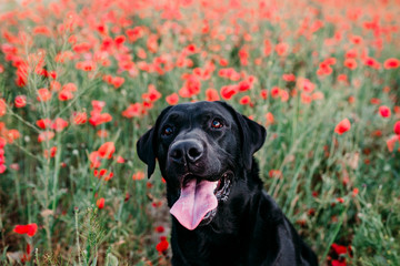 portrait outdoors of a beautiful black labrador standing in a poppy field at sunset. spring concept