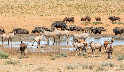 Poster - Busy Watering Hole