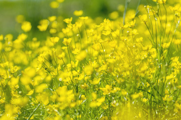 Wall Mural - yellow ranunculus acris on the spring sunny lawn