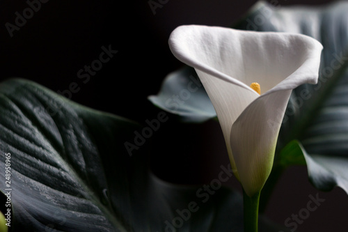 Cuadros en Lienzo Calla - blossom beautiful white flower, houseplant, background.