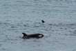 Orca hunting sea lions, Peninsula Valdes, Patagonia, Argentina