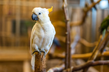 One Happy Cockatoo Parrot On Perch With Blurred Background