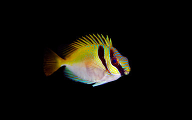 Wall Mural - Two Barred Rabbitfish (Siganus virgatus)  