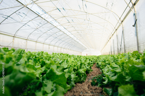 Lettuce growing in big greenhouse Tableau sur Toile