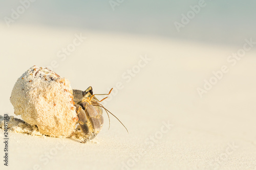 Fotomural Small hermit crab walking on sand