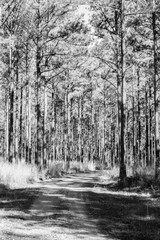 winding dirt hiking path through the words in Georgia