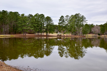 Wall Mural - Tall Pine Trees reflect on water in Georgia pond