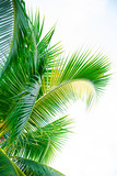 Fototapeta  - Detail of coconut trees with soft light background or vintage style.