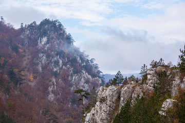 Autumn landscape in limestone mountains, with beautiful foliage, mist and black pine trees hanging on rocks