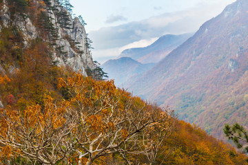 Beautiful autumn scenery in the mountains with mist clouds, pine trees and colorful foliage