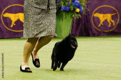 schipperke westminster