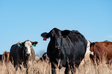 Wall Mural - Beef cows in tall brown grass