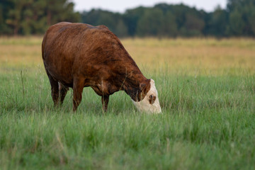 Wall Mural - Brindled crossbred cow grazing