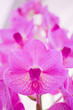 Beautiful pink Cattleya orchid background in garden from  export farm in Thailand, selective focus, Macro shot.