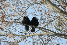 Crows On A Tree Against The Blue Sky