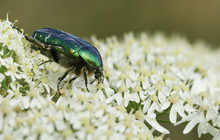 A Pretty Rose Chafer Or The Green Rose Chafer Beetle (Cetonia Aurata) Nectaring On A Flower.	