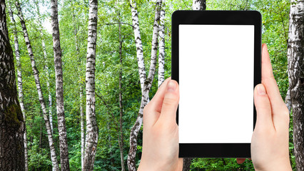 Poster - white birch trees in green forest on summer day