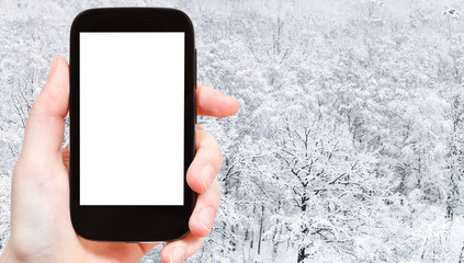 Poster - panoramic view of snow covered oak grove in forest