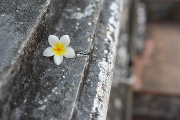 Wall Mural - Frangipani flowers On the floor