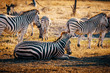Liegendes Zebra in der Abendsonne, Makgadikgadi Pans Nationalpark, Botswana