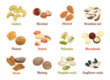 Set Of Named Vector Icons Nuts And Seeds. Cashew, Hazelnut, Almond, Brazil Nut, Walnut, Peanut, Pistachios, Macadamia, Pecan, Nutmeg, Pumpkin Seeds, Sunflower Seeds. Illustration In Flat Style.