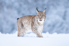 Young Eurasian Lynx On Snow. Amazing Animal, Running Freely On Snow Covered Meadow On Cold Day. Beautiful Natural Shot In Original And Natural Location. Cute Cub Yet Dangerous And Endangered Predator.