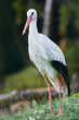 Portrait of a white stork, full body, close up.