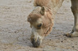 Portrait of an adult Dromedary, close up.