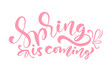 © timonko - Pink Color Calligraphy lettering phrase Spring Is Coming. Vector Hand Drawn Isolated text. sketch doodle design for greeting card, scrapbook, print