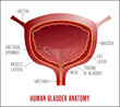 Bladder Anatomy Image